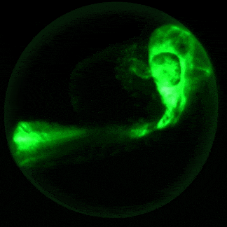 Embryo fluorescence heartbeat egg